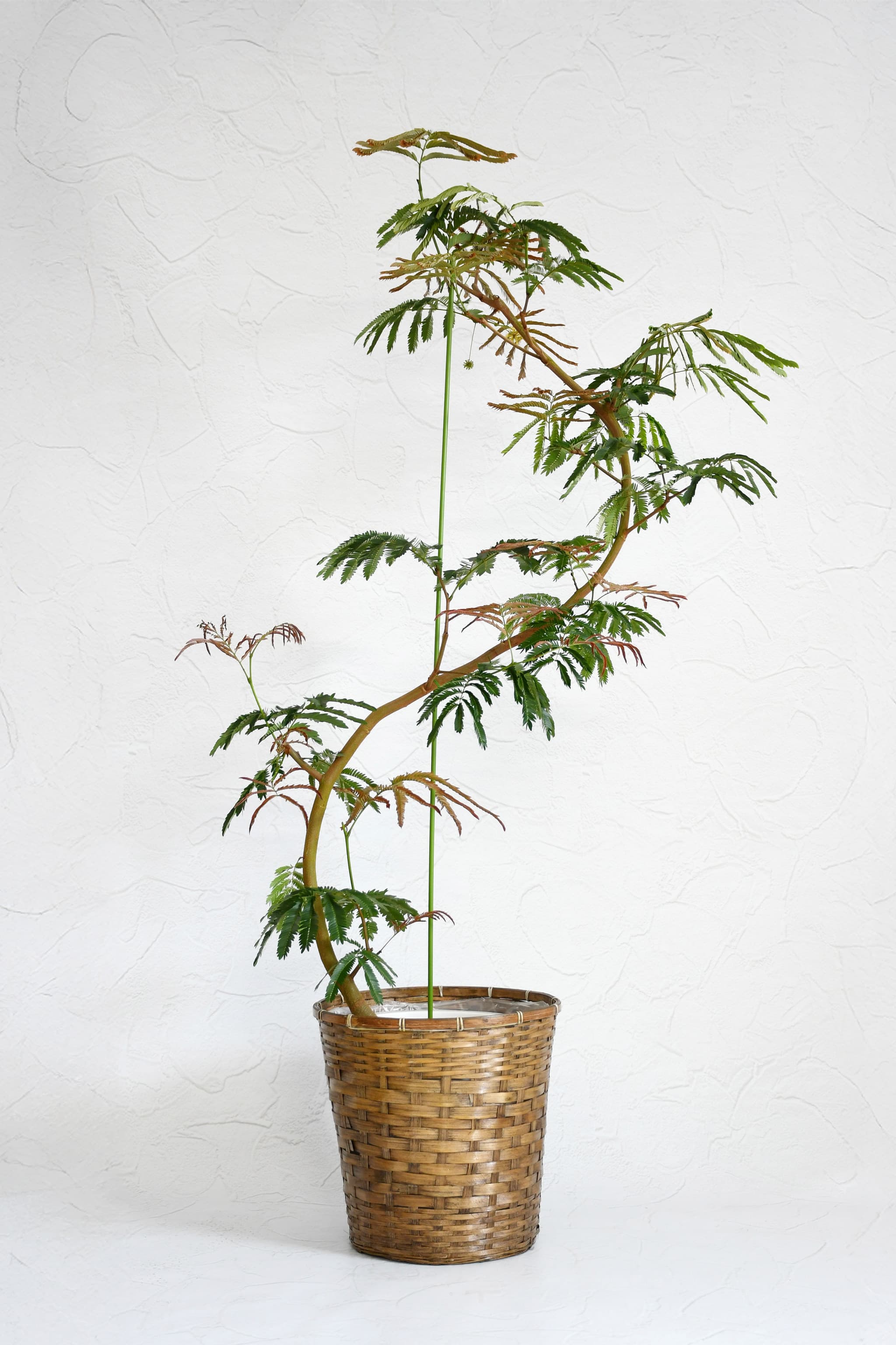 観葉植物】エバーフレッシュ/10号