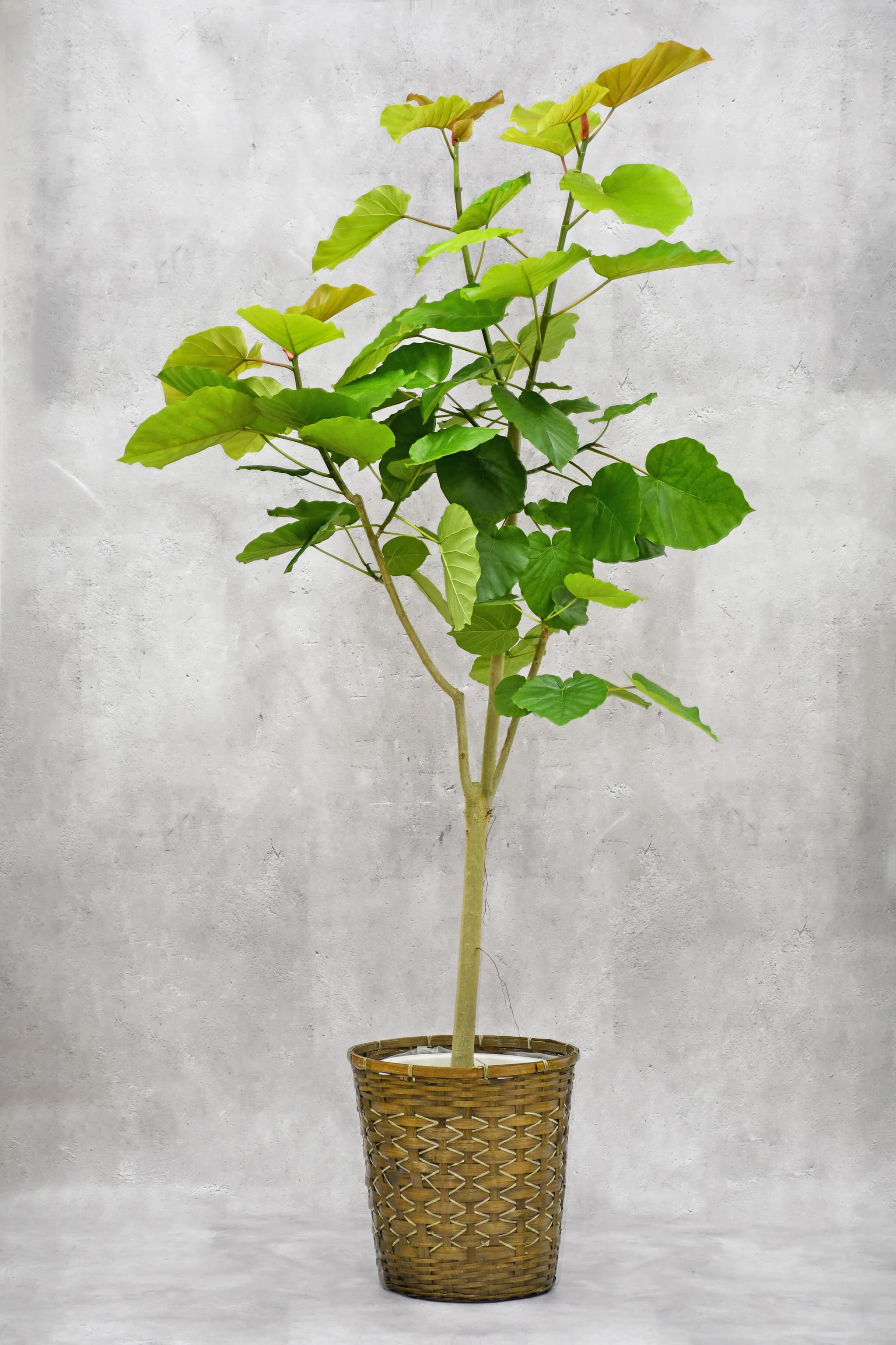観葉植物】ウンベラータ/10号鉢