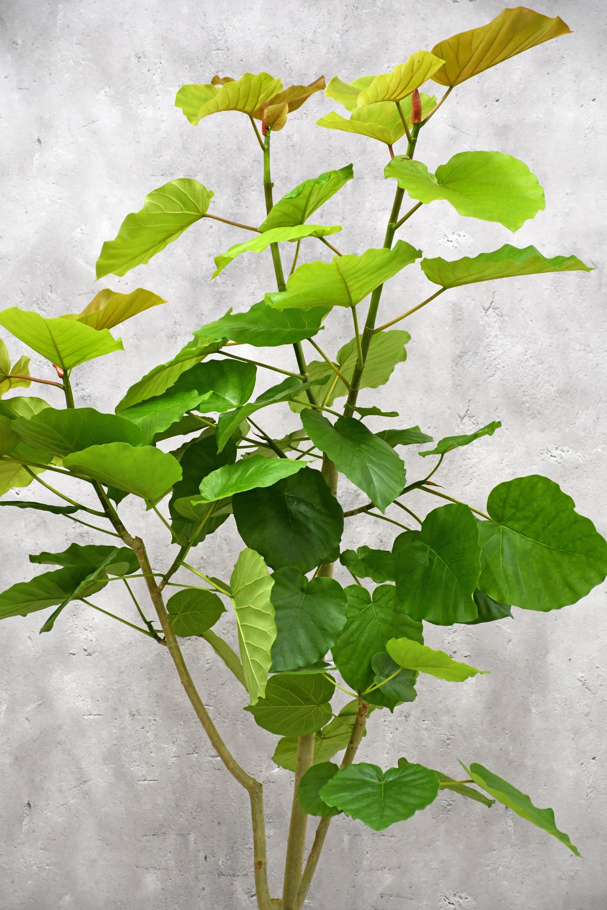 観葉植物】ウンベラータ/10号鉢