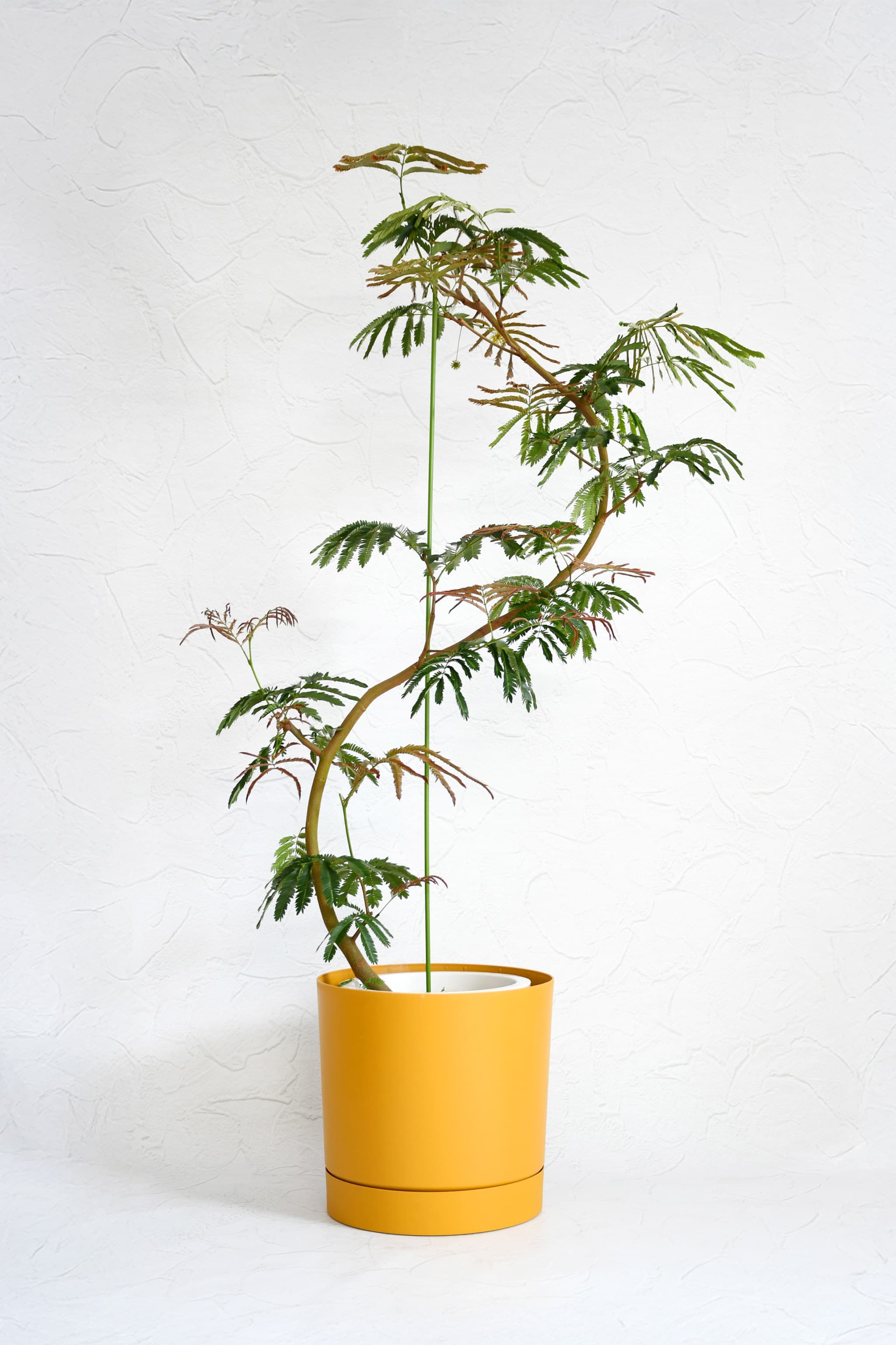 観葉植物】エバーフレッシュ/10号