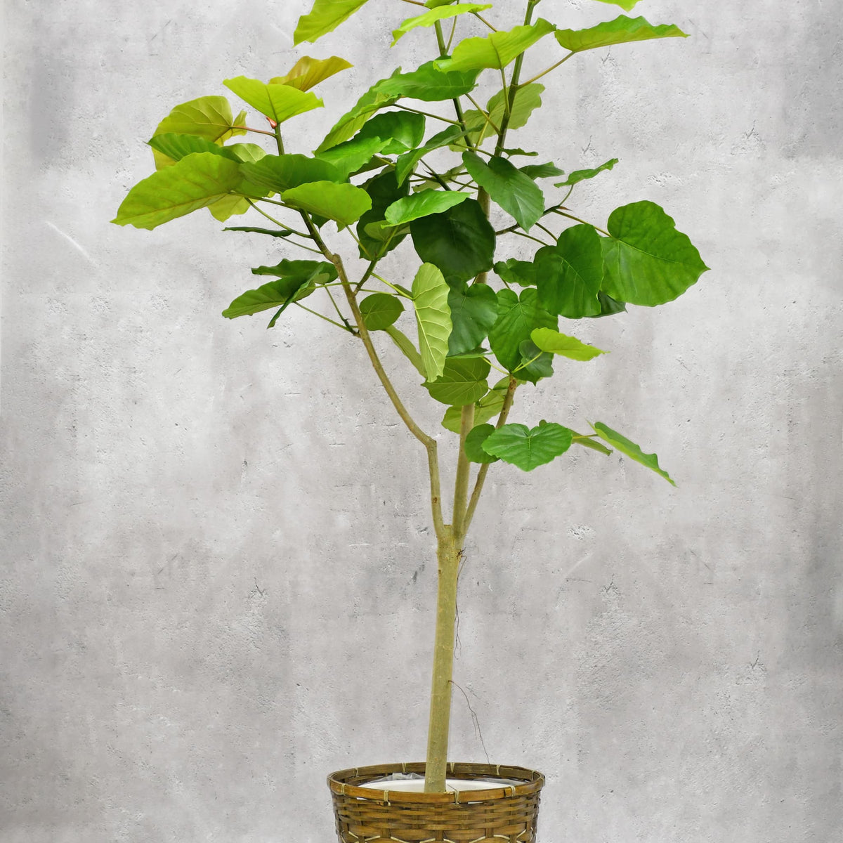 観葉植物】ウンベラータ/10号鉢