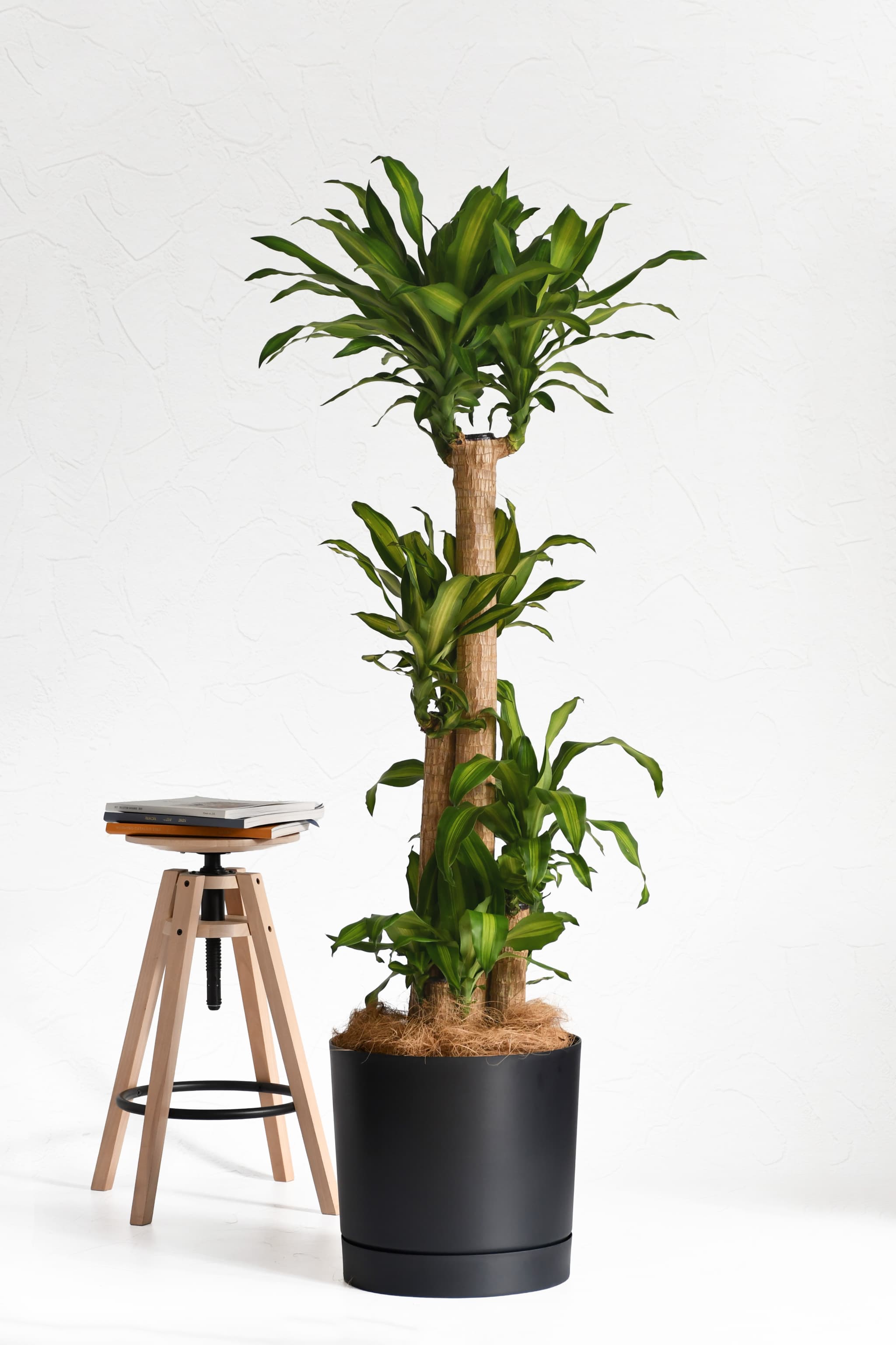幸福の木 ドラセナ 希少 大型 約170〜180cm 観葉植物 引き取り 観葉植物】ドラセナ幸福の木/10号