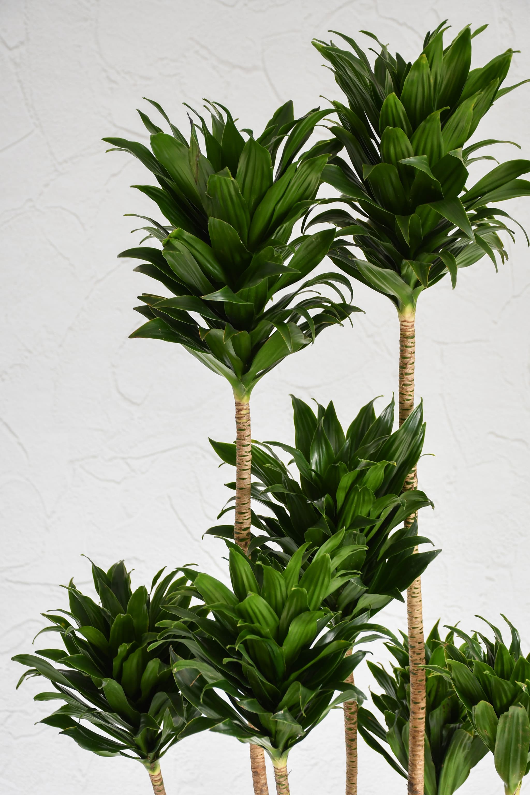 観葉植物】ドラセナコンパクタ/8号