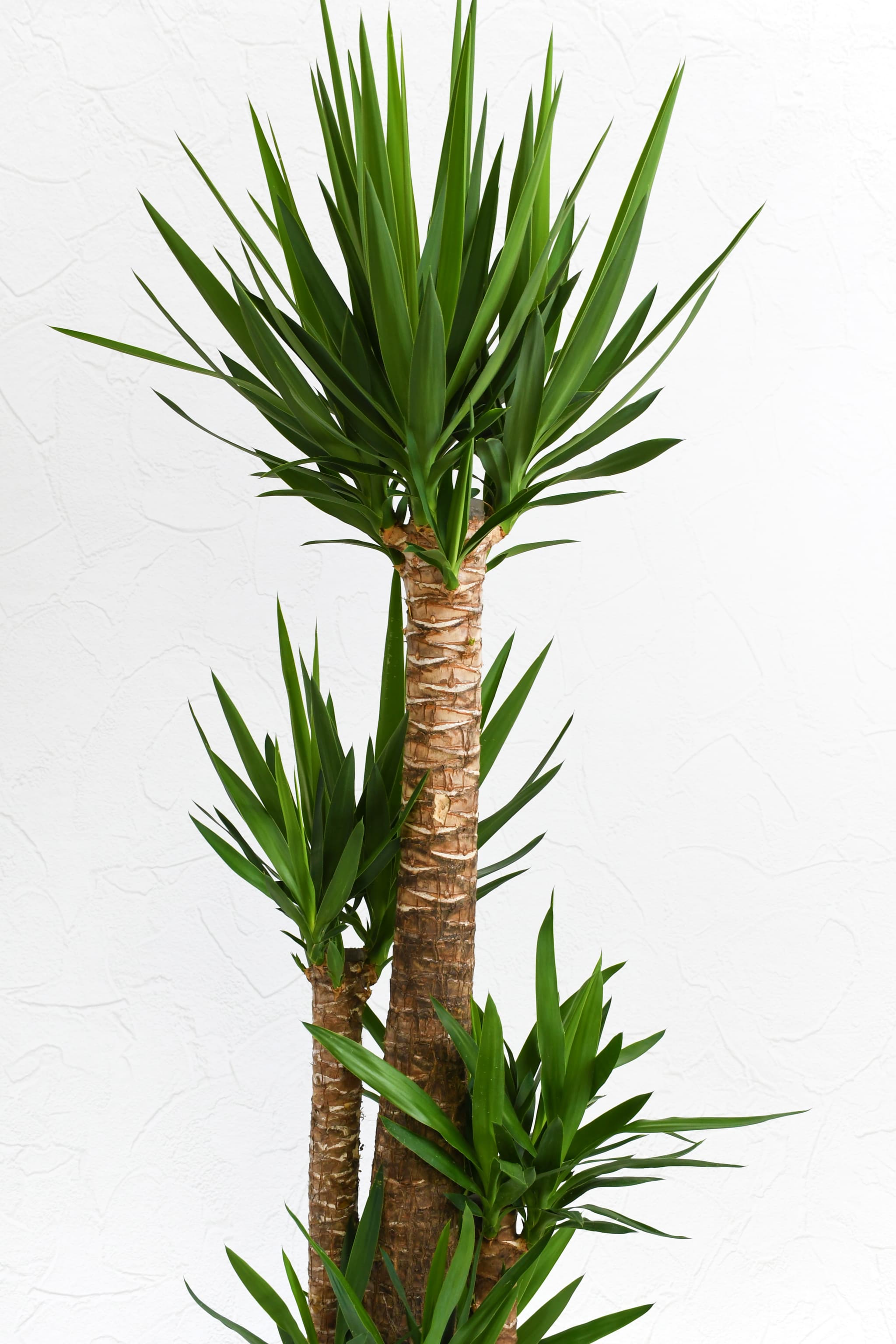 観葉植物】ユッカ青年の木/10号鉢