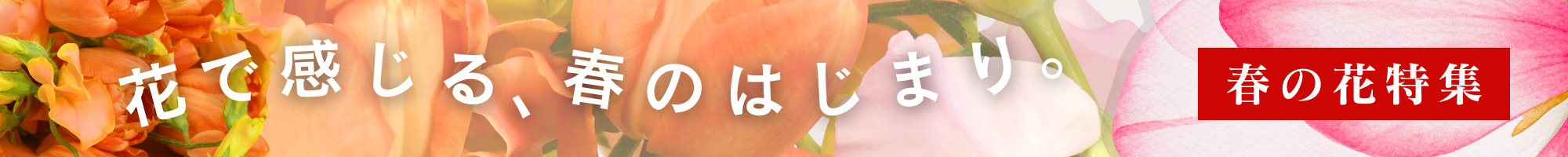 春の花特集