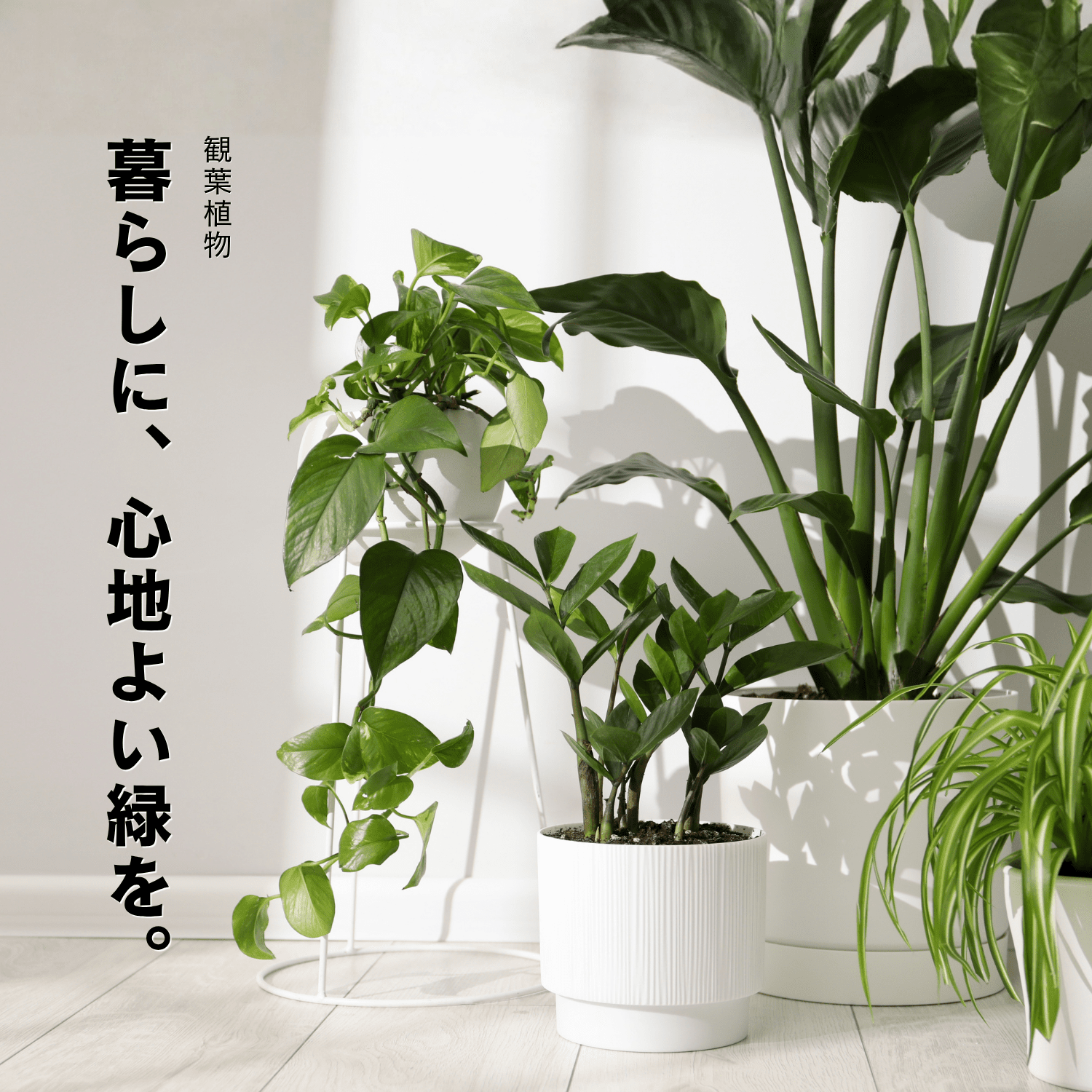 観葉植物特集
