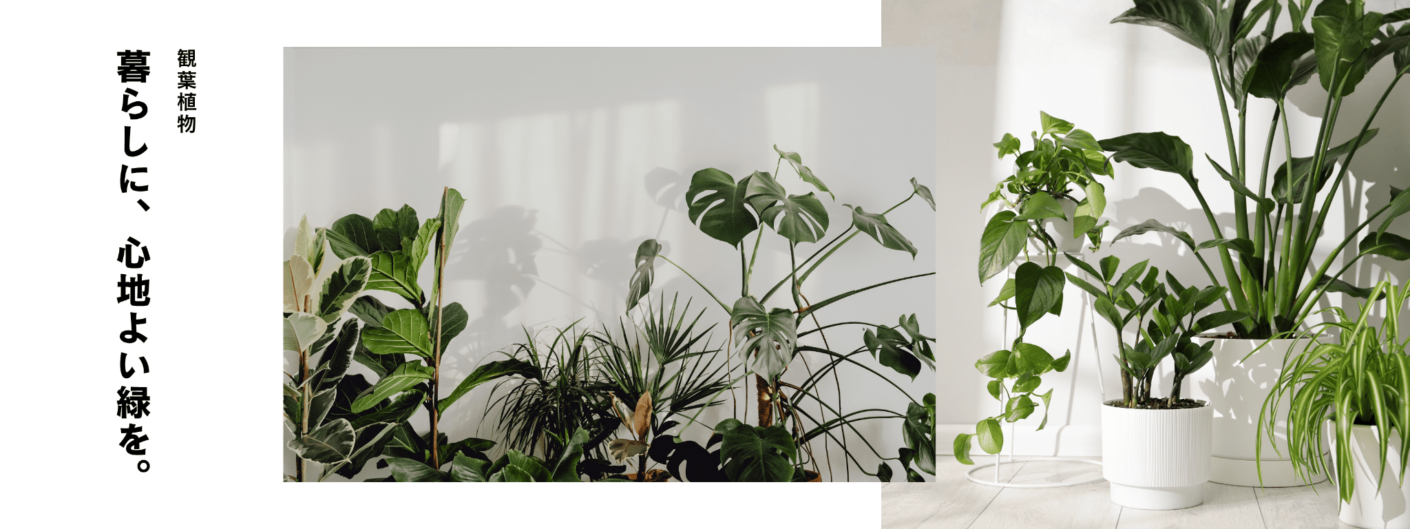 観葉植物特集