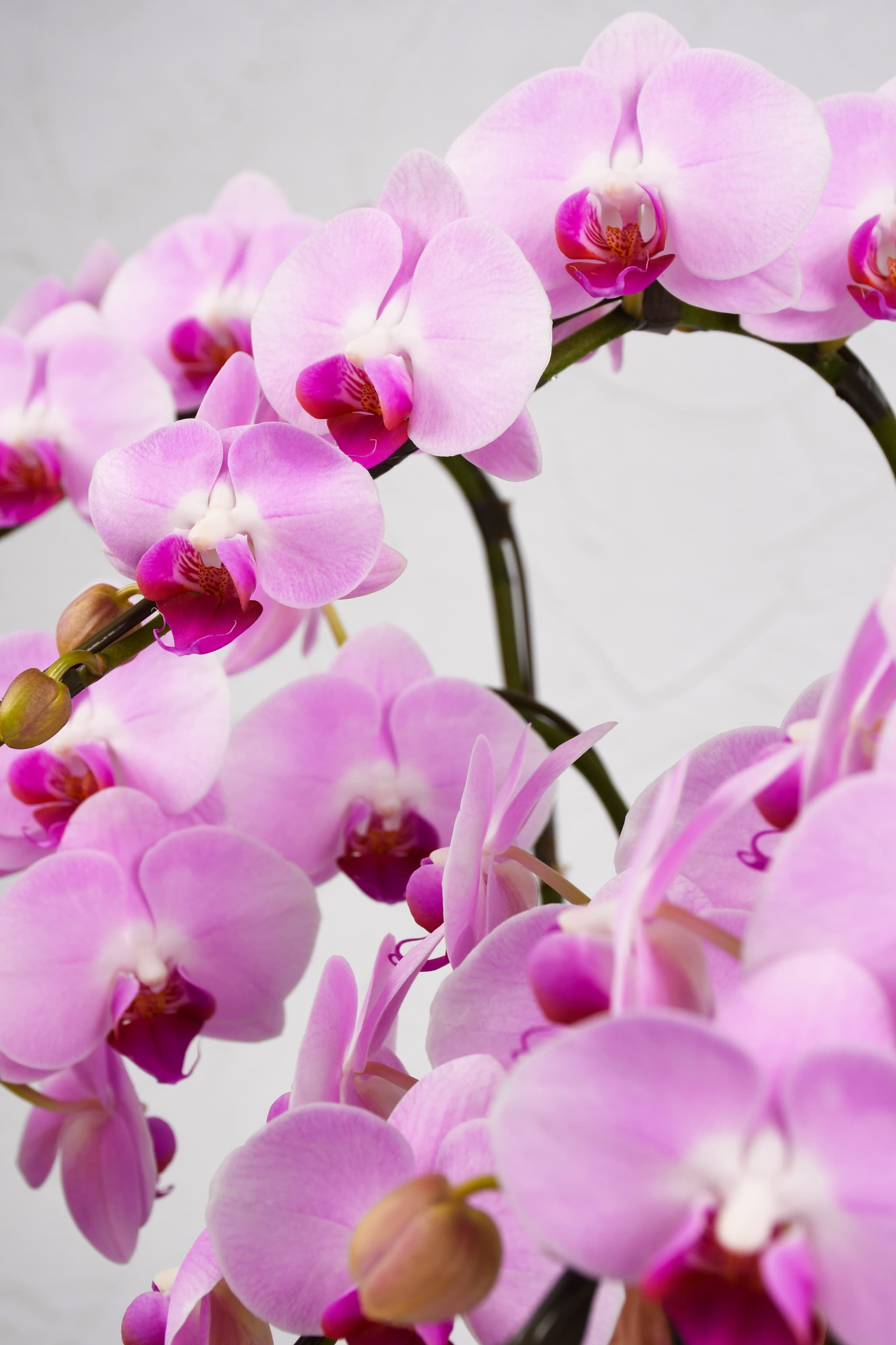 胡蝶蘭ミディピンク